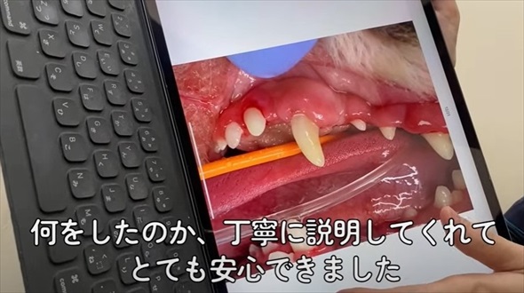 ワンコの歯石除去ビフォーアフター