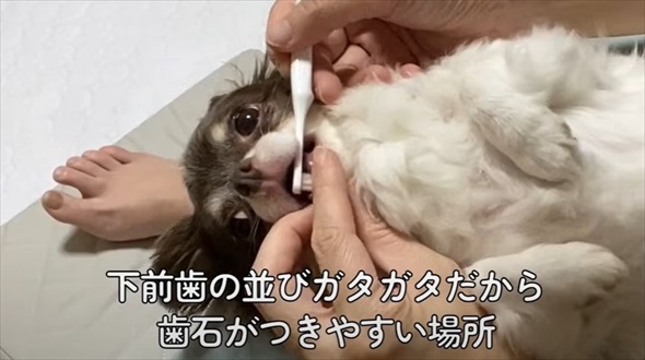 ワンコの歯石除去ビフォーアフター