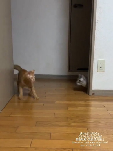 別猫ちゃんに驚く猫ちゃん