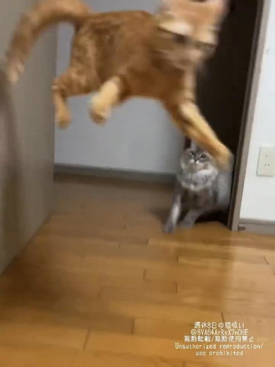 飛び跳ねる猫ちゃん