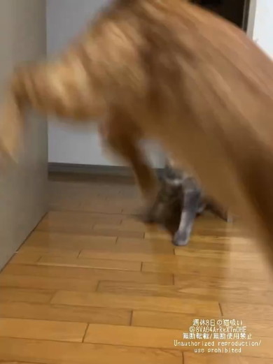 飛び跳ねた猫ちゃん