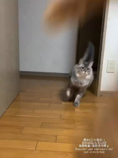 走る猫ちゃん