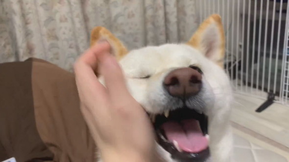 なでられてうれしそうな柴ワンコ