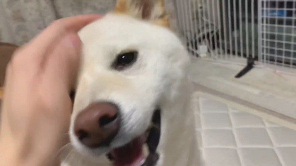 なでられてうれしそうな柴ワンコ