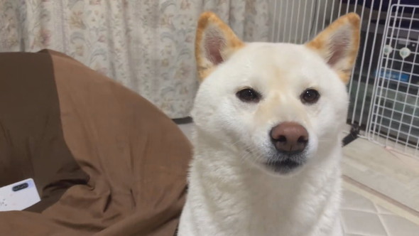 なでられるのをやめられて無表情な柴ワンコ