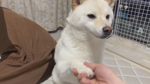 お手をしている柴ワンコ