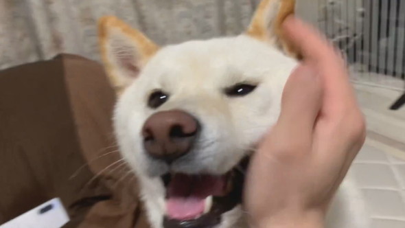 なでられてうれしそうな柴ワンコ