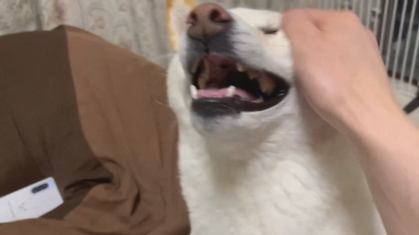 なでられてうれしそうな柴ワンコ