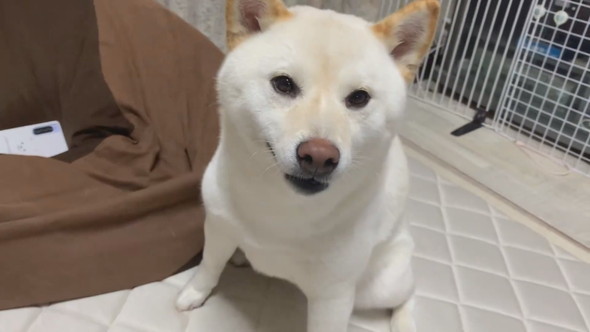 なでられるのをやめられて無表情な柴ワンコ