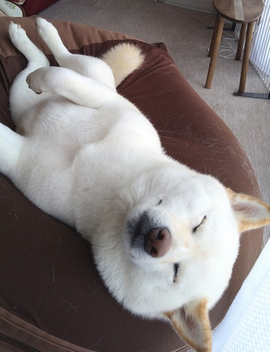 幸せそうに寝る柴ワンコ