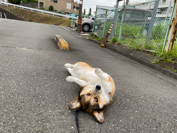 車止め縁石のまねをするコーギーのワンコ