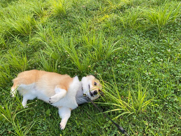 寝転がるコーギーのワンコ