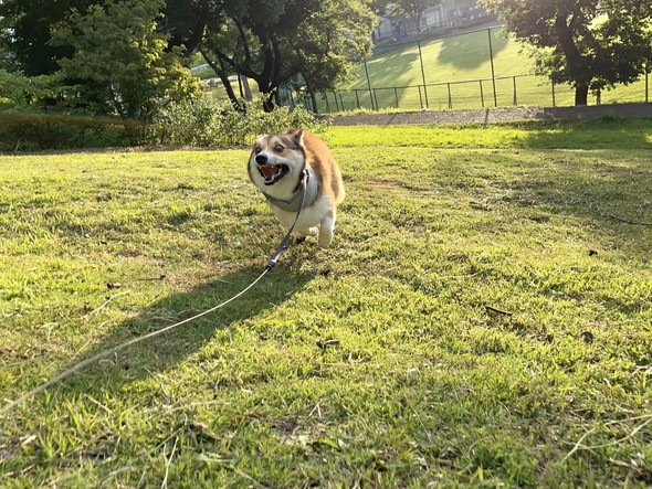 走るコーギーのワンコ