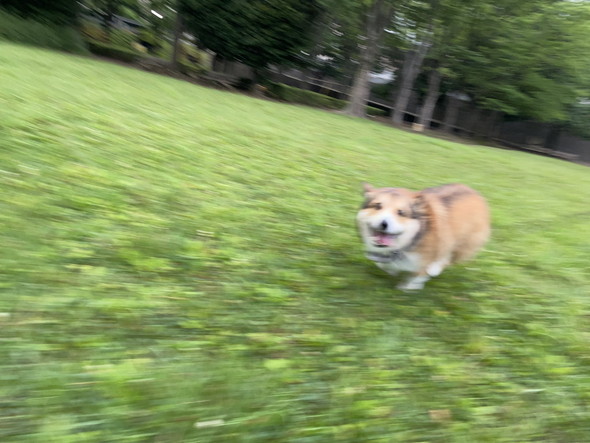 走るコーギーのワンコ