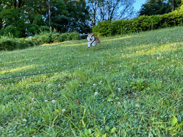 走るコーギーのワンコ