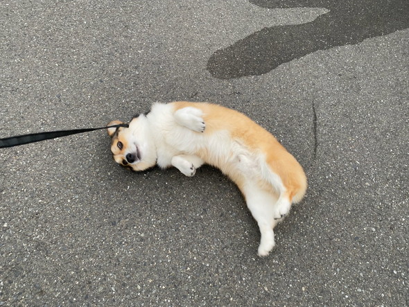 寝転がるコーギーのワンコ