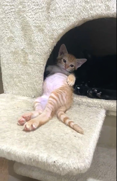 ヘソ天でくつろぎ中の子猫