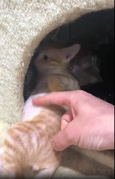 なでなでされた瞬間……