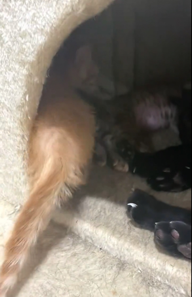 方向転換してしまう子猫