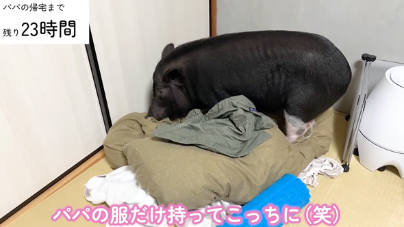 パパと10日ぶりに再会したブタさん