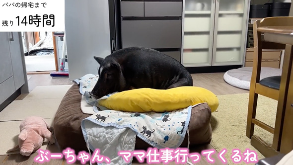 パパと10日ぶりに再会したブタさん