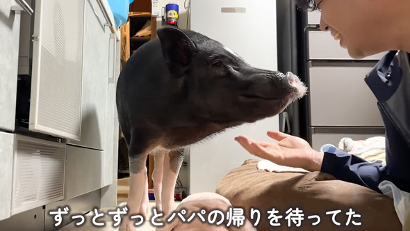 パパと10日ぶりに再会したブタさん
