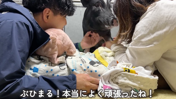 パパと10日ぶりに再会したブタさん