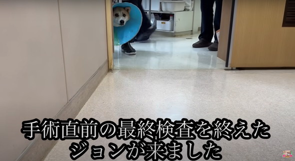 6年外につながれっぱなしのワンコ