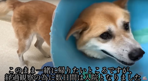 6年外につながれっぱなしのワンコ