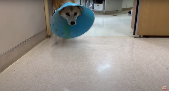 6年外につながれっぱなしのワンコ