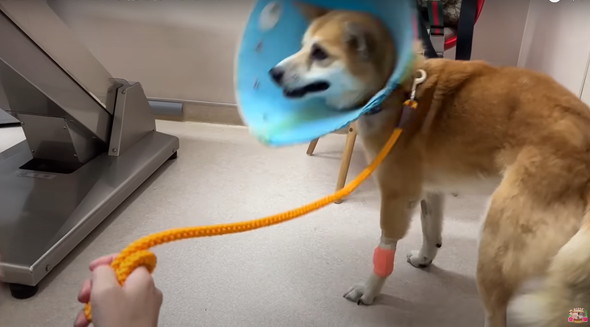 6年外につながれっぱなしのワンコ