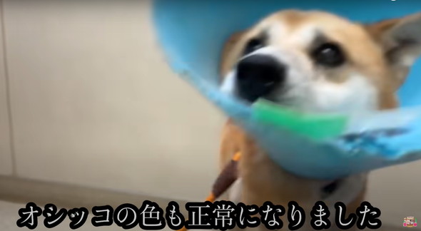 6年外につながれっぱなしのワンコ