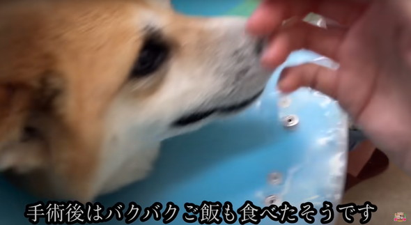 6年外につながれっぱなしのワンコ