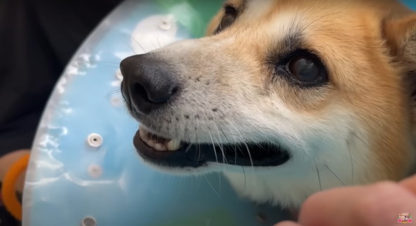 6年外につながれっぱなしのワンコ