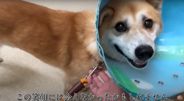 6年外につながれっぱなしのワンコ