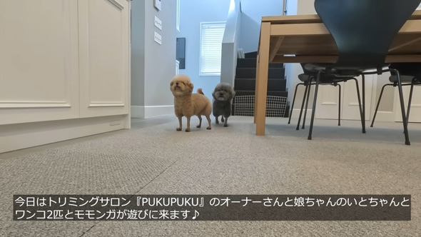 お出迎えするトイプードルたち