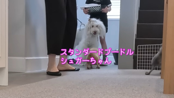 大型ワンコを迎えるトイプードル