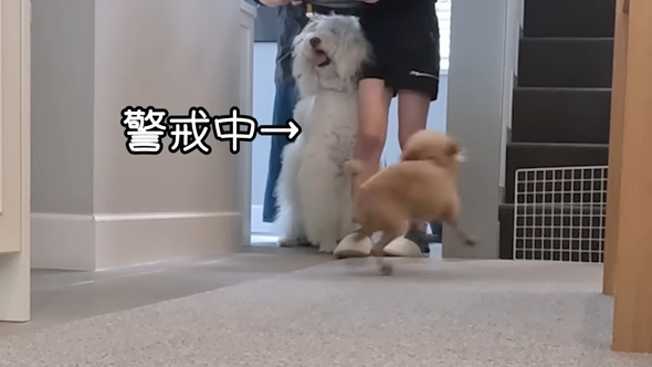 あいさつするトイプードル