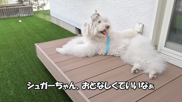 大人しいスタンダードプードル