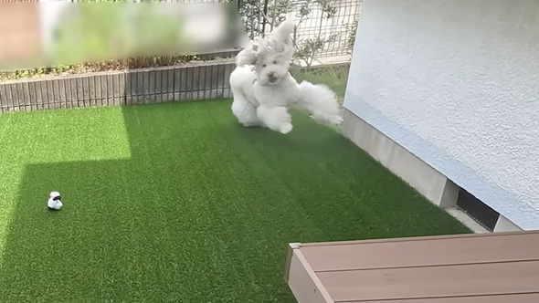 はしゃぐスタンダードプードル