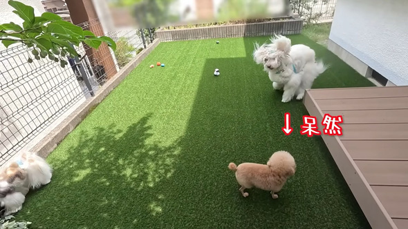 あぜんとするトイプードル