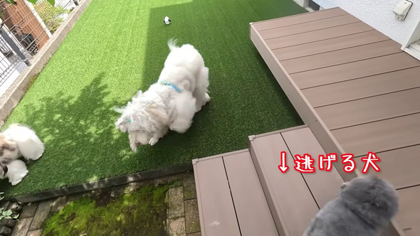 逃げるトイプードル