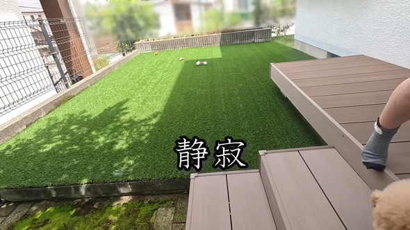 静になるトイプードルたち