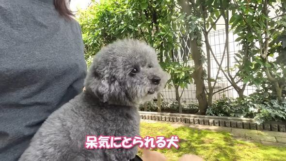 あっけにとられるトイプードル