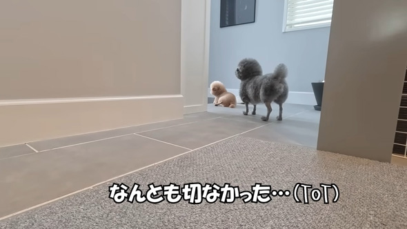 見送るトイプードルたち