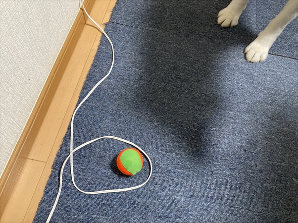 お利口さんすぎるハスキー