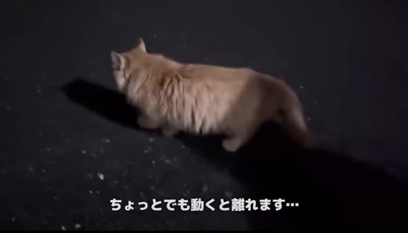 兄弟猫とはぐれた迷子猫を保護