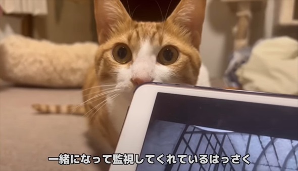 兄弟猫とはぐれた迷子猫を保護