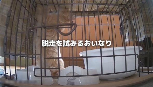 兄弟猫とはぐれた迷子猫を保護