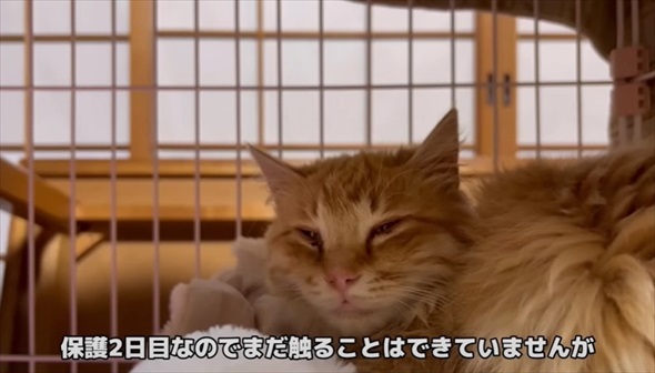 兄弟猫とはぐれた迷子猫を保護